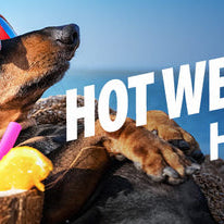 Hot Weather Hacks: Smart Ways to Help Your Pets Stay Cool in Summer Heat