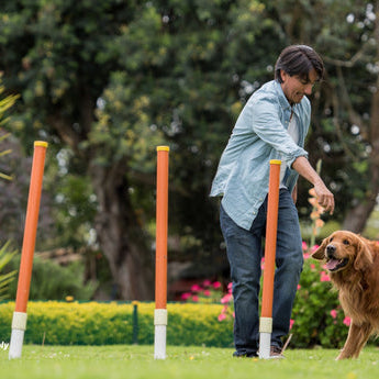 The Role of Consistency in Dog Training: How Small Daily Practices Yield Big Results