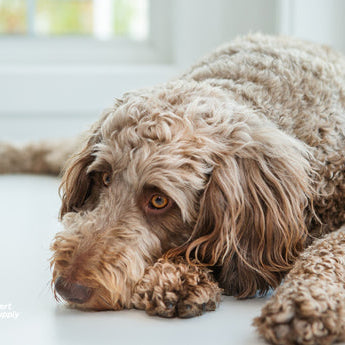 The Common Signs of Pet Pain