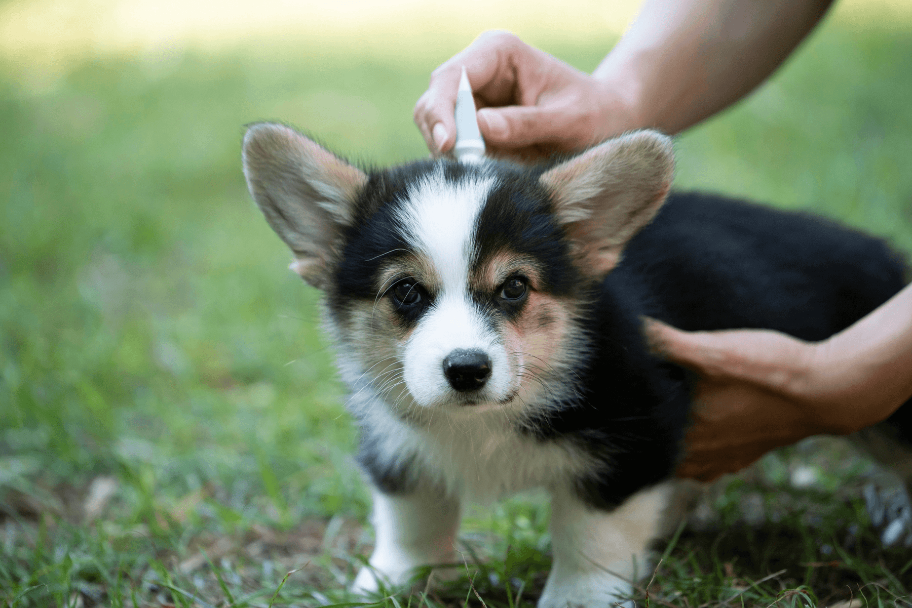 Protect Your Dogs with These 7 Flea & Tick Solutions