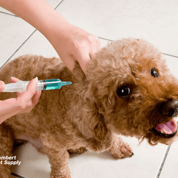 Rabies Vaccines Now Require Prescriptions: Understanding the Change