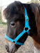 Jeffers Miniature Yearling (under 100 lb) Nylon Halter - Jeffers - Horse Supplies > Horse Tack > Horse Halters