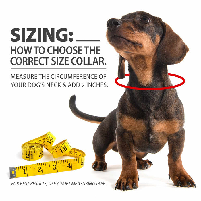 1'W Jeffers Dog Collars, 20'L - Jeffers - Dog Supplies > Dog Apparel > Dog Collars, Harnesses, & Leashes