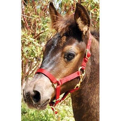 3/4' Adjustable Nylon Miniature Halter - Jeffers - Horse Supplies > Horse Tack > Horse Halters