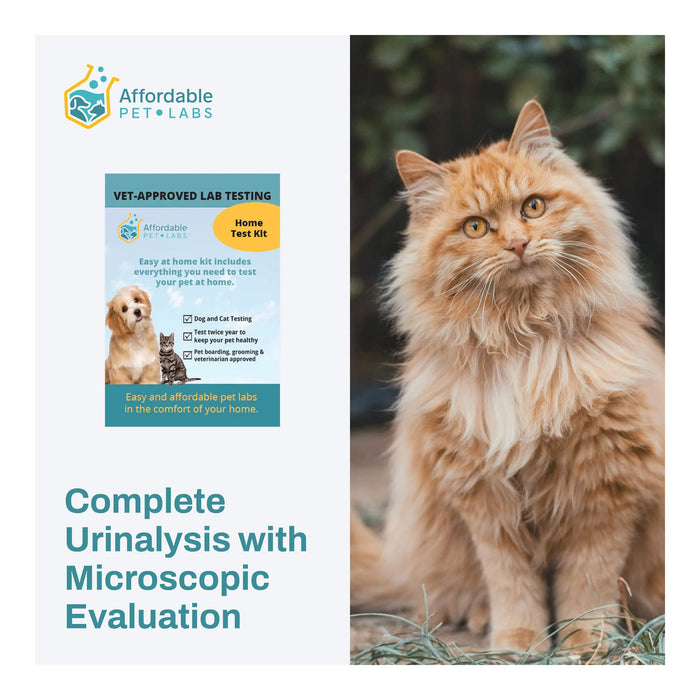 Affordable Pet Labs - Complete Urinalysis with Microscopic Evaluation For Cats, Easy Home Test Kit