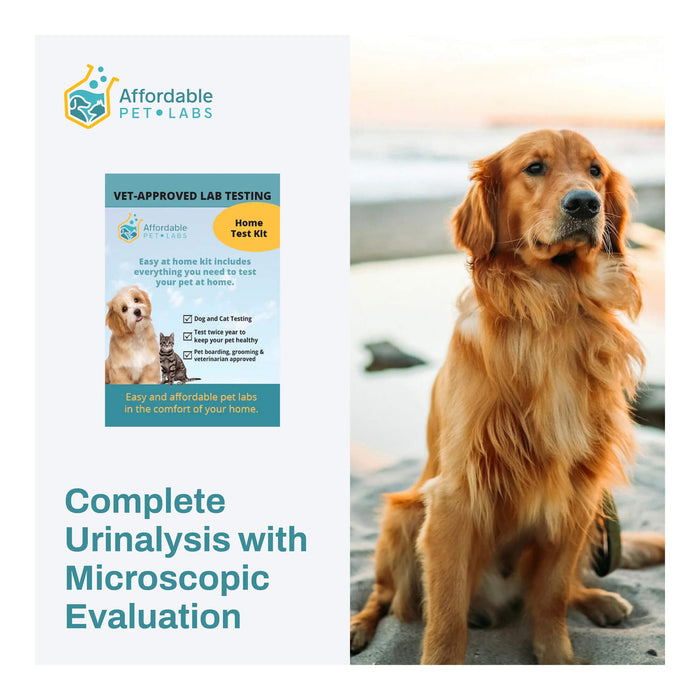 Affordable Pet Labs - Complete Urinalysis with Microscopic Evaluation For Dogs, Easy Home Kit