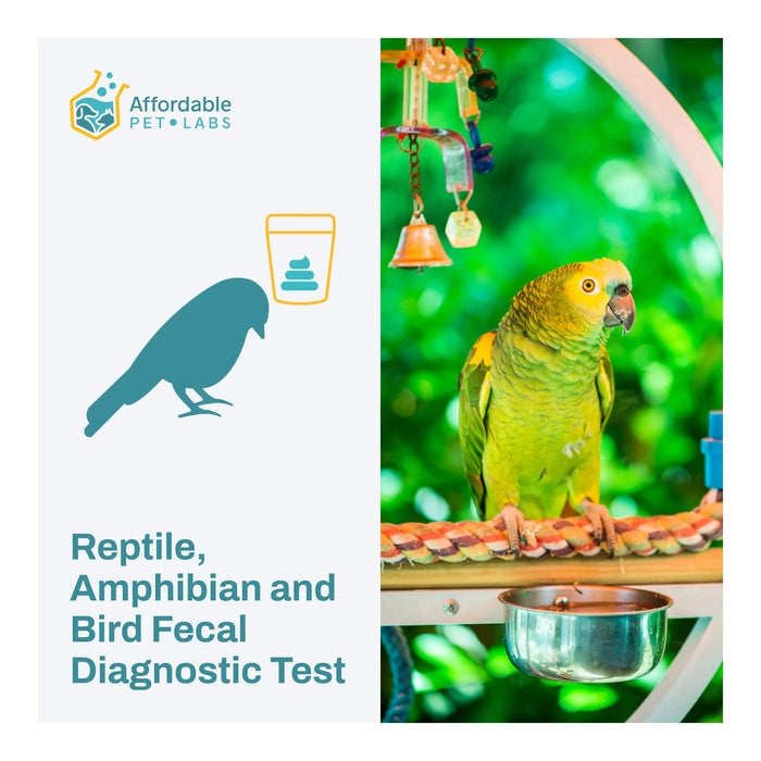 Affordable Pet Labs - Reptile, Amphibian & Bird Fecal Diagnostic Test, Easy Home Kit