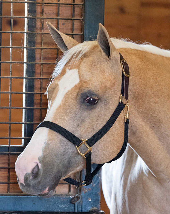 Economy Nylon Safety Horse Halter - Turquoise Pony 