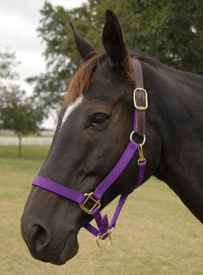 Breakaway Horse Halter, Horse Size - Jeffers - Horse Supplies > Horse Tack > Horse Halters