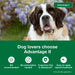 Advantage II for Dogs - Jeffers - Animal Health & Wellness > Flea & Tick Control