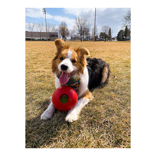 Teaser Ball Color Red