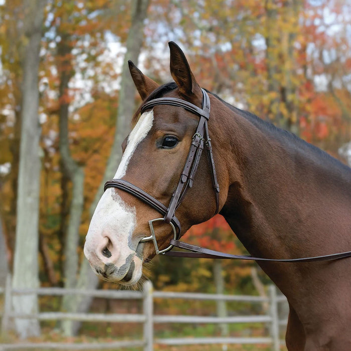 Avignon Nashville Bridle Color Havana