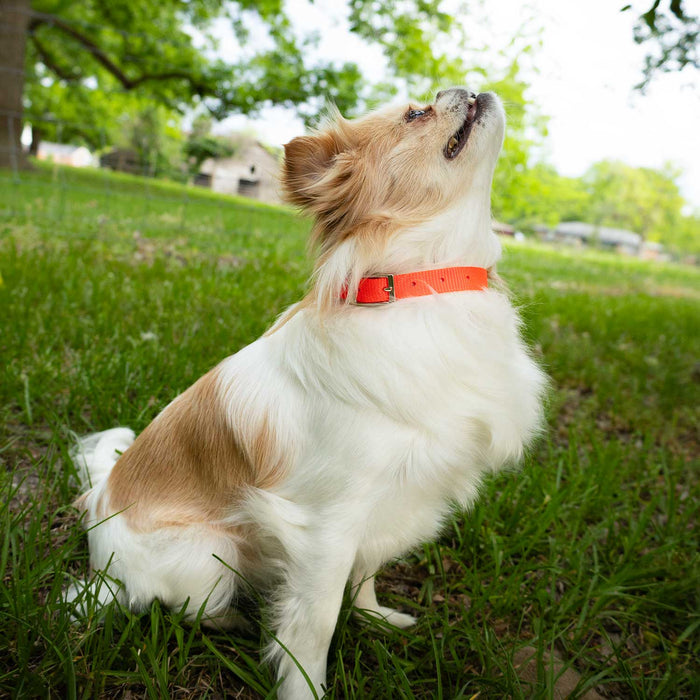 5/8'W Jeffers Nylon Dog Collar, 10'L - Jeffers - Dog Supplies > Dog Apparel > Dog Collars, Harnesses, & Leashes