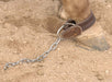 Al Dunning Kick Chain - Jeffers - Horse Supplies > Horse Supplies