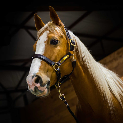 Amigo Padded Leather Horse Halter, Full or Warm Blood - Jeffers - Horse Supplies > Horse Tack > Horse Halters