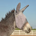 Cashel Crusader Fly Mask w/Mule Ears - Jeffers - Horse Supplies > Horse Fly Masks