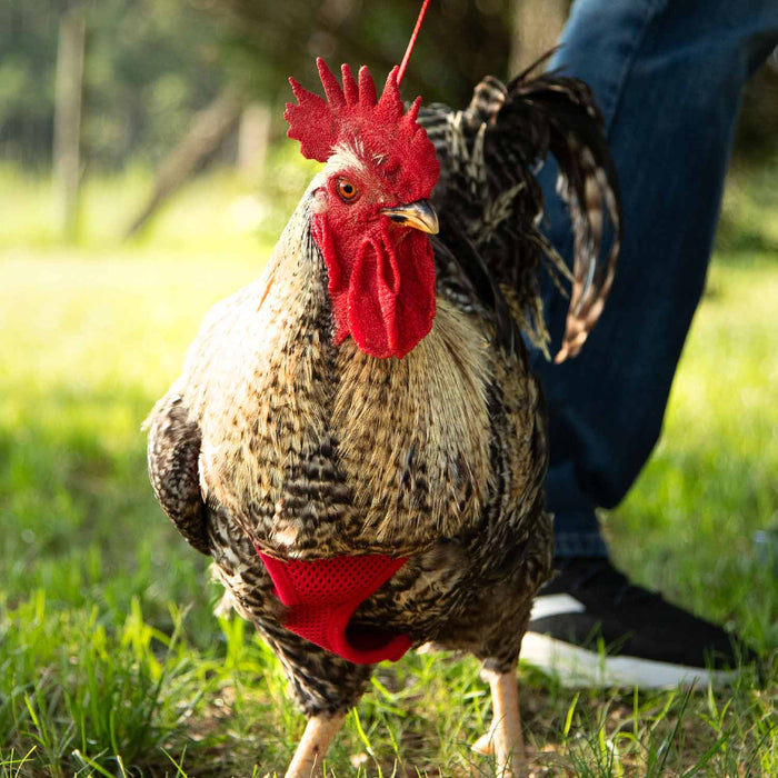 Chicken Harness