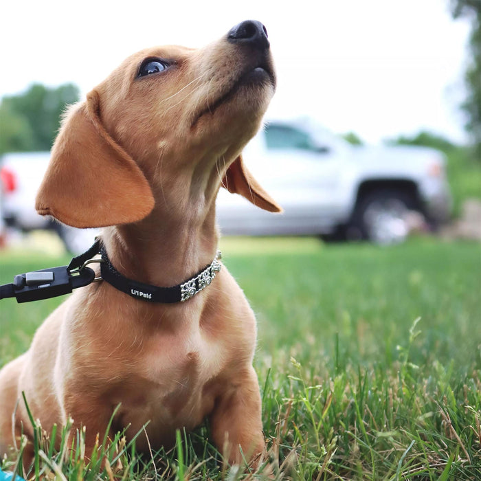 Coastal Jeweled Dog Collar - Jeffers - Dog Supplies > Dog Apparel > Dog Collars, Harnesses, & Leashes