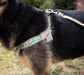 Doggy Tales Realtree Step In V Harness, Edge - Jeffers - Dog Supplies > Dog Apparel > Dog Collars, Harnesses, & Leashes