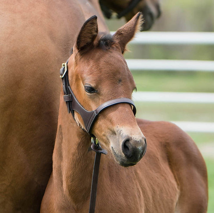 Double Crown Foal Halter - Jeffers - Horse Supplies > Horse Tack > Horse Halters