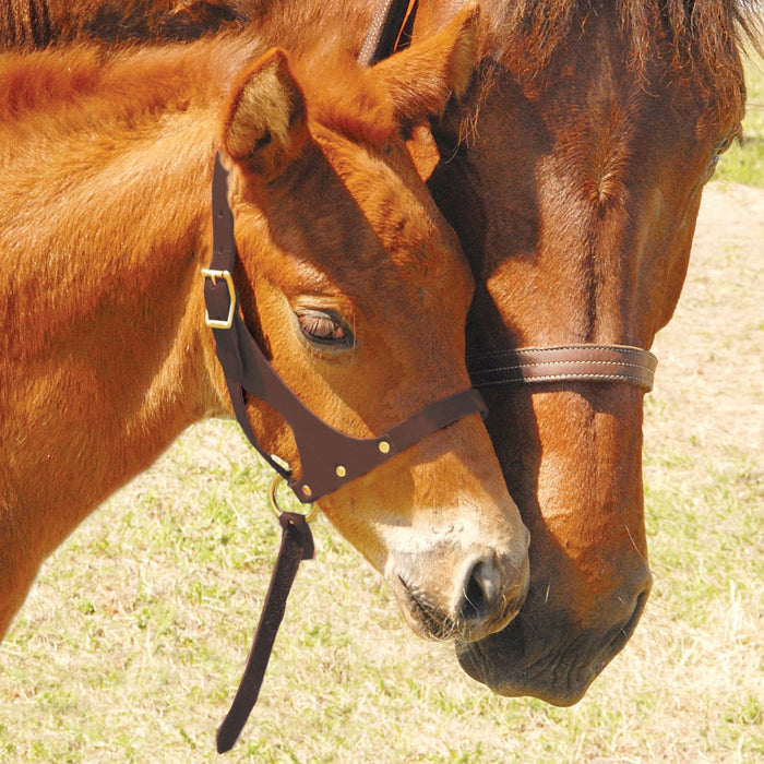 Double Crown Foal Halter - Jeffers - Horse Supplies > Horse Tack > Horse Halters