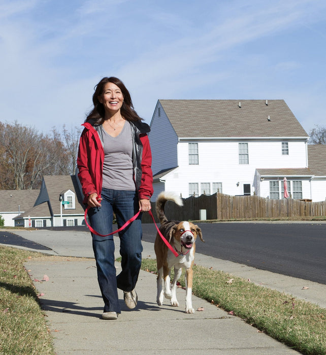 Gentle Leader Headcollar, large (over 60 lb) - Jeffers - Dog Supplies > Dog Apparel > Dog Collars, Harnesses, & Leashes