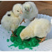 GroGel Plus with DPP - Jeffers - Poultry Supplies > Poultry Supplies