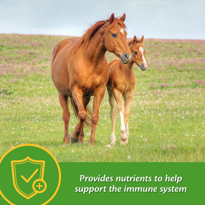 Grow Colt by Farnam - Jeffers - Animal Health & Wellness > Vitamins & Supplements