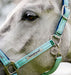 Horseware FieldSafe Halter - Jeffers - Horse Supplies > Horse Tack > Horse Halters