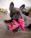 Plush Dragon Dog Toy - Jeffers - Dog Supplies > Dog Toys