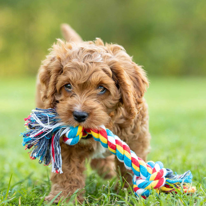 Jeffers Multicolored Braided Rope Bone Tug Toy - Jeffers - Dog Supplies > Dog Toys