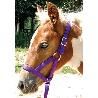 Jeffers Nylon 'Grow With Me' Weanling Halter, 3/4' - Jeffers - Horse Supplies > Horse Tack > Horse Halters