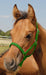 Jeffers Pony Halter, under 300 lb - Jeffers - Horse Supplies > Horse Tack > Horse Halters