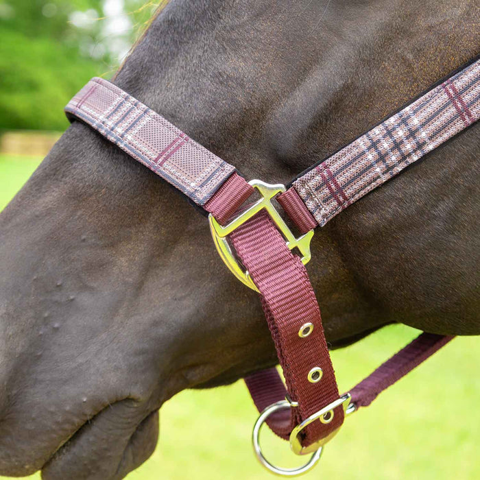 Jeffers Poplar Head Halter & Lead, Full - Jeffers - Horse Supplies > Horse Tack > Horse Halters