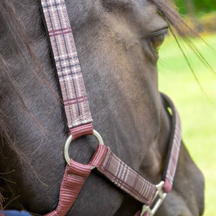 Jeffers Poplar Head Halter & Lead, Full - Jeffers - Horse Supplies > Horse Tack > Horse Halters