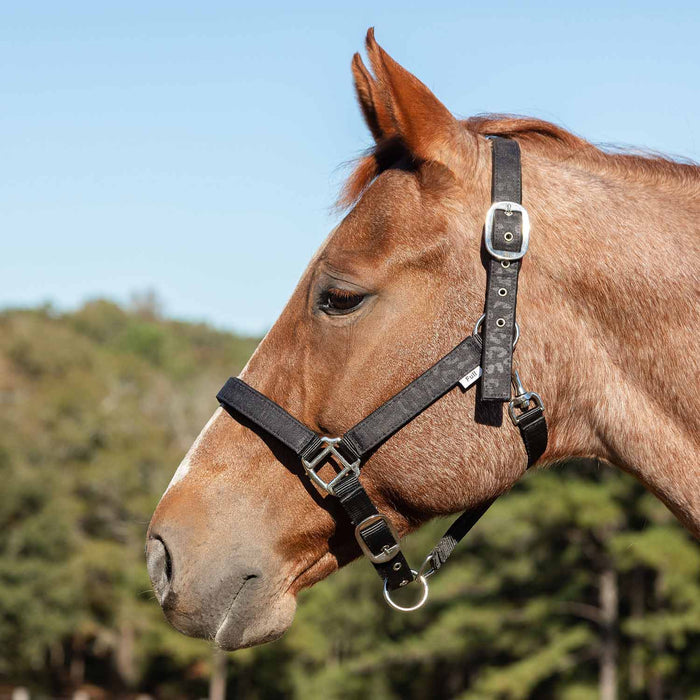 Jeffers Poplar Head Halter & Lead, Full - Jeffers - Horse Supplies > Horse Tack > Horse Halters