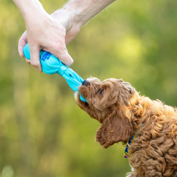 KONG Wubbas - Jeffers - Dog Supplies > Dog Toys