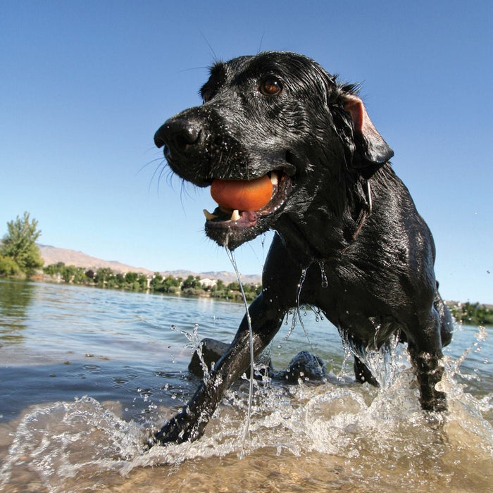 Kurgo Skipping Stones - Jeffers - Dog Supplies > Dog Toys