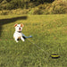 Lixit Retractable Cable Tie Out for Dogs - Jeffers - Animal & Pet Supplies > Pet Containment Systems