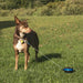 Lixit Retractable Cable Tie Out for Dogs - Jeffers - Animal & Pet Supplies > Pet Containment Systems