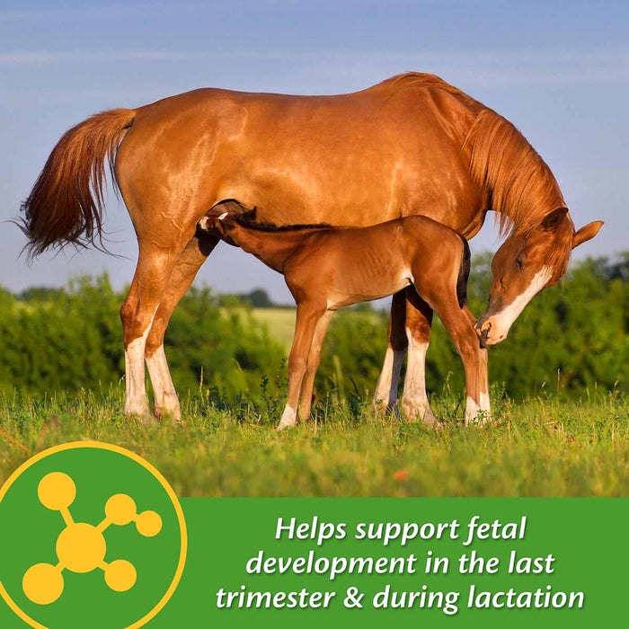 Mare Plus Gestation and Lactation Supplement - Jeffers - Horse Supplies > Horse Supplies