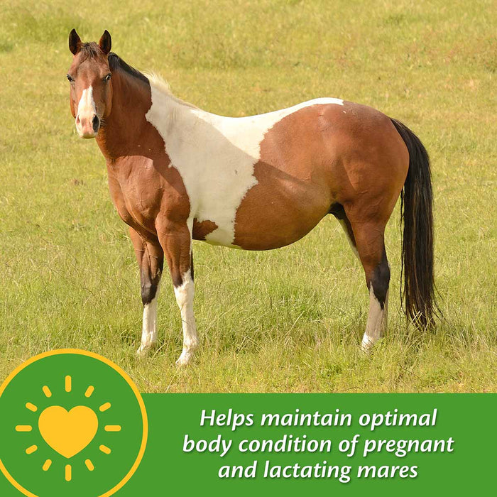 Mare Plus Gestation and Lactation Supplement - Jeffers - Horse Supplies > Horse Supplies