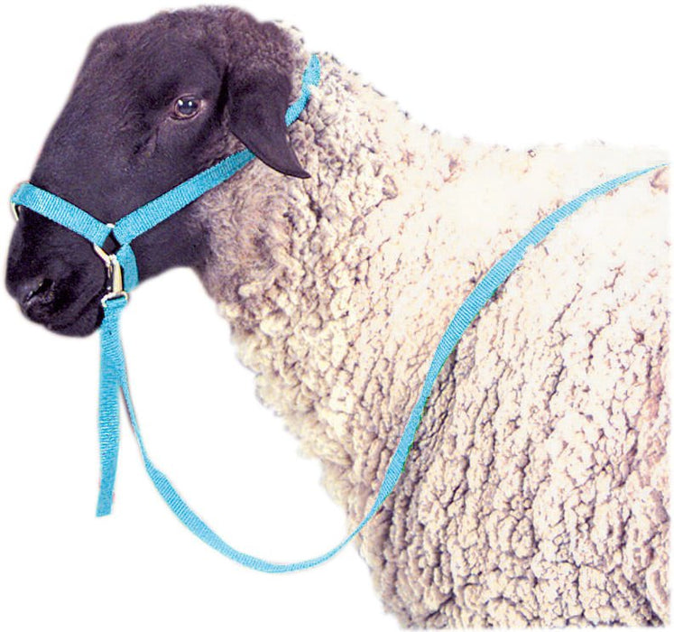 Nylon Sheep Halter, 3/4' - Jeffers - Sheep Supplies > Sheep Supplies