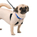 Original Sporn Training Halter, Blue - Jeffers - Dog Supplies > Dog Apparel > Dog Collars, Harnesses, & Leashes