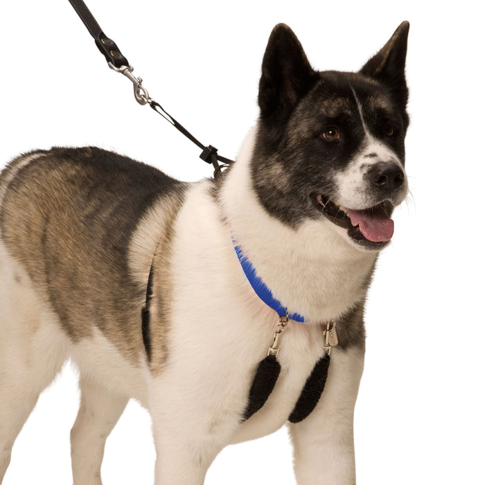 Original Sporn Training Halter, Blue - Jeffers - Dog Supplies > Dog Apparel > Dog Collars, Harnesses, & Leashes