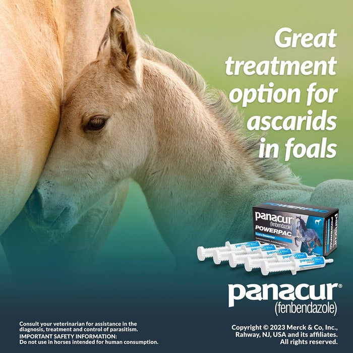 Panacur Powerpac Horse Dewormer - Jeffers - Animal Health & Wellness > Medicine