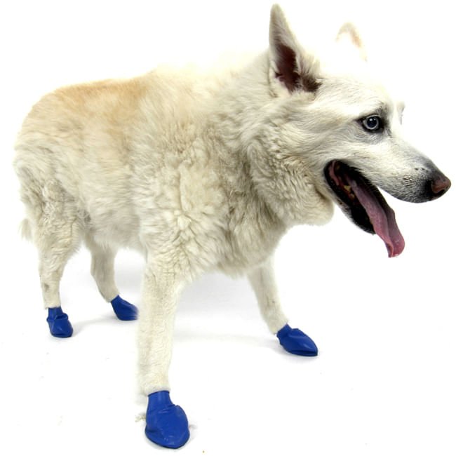 PawZ Dog Boots (12 - pack) - Jeffers - Dog Supplies > Dog Apparel