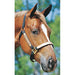 Personalized Nylon Halter, Standard (800 - 1100 lb) by Supreme Western - Jeffers - Horse Supplies > Horse Tack > Horse Halters