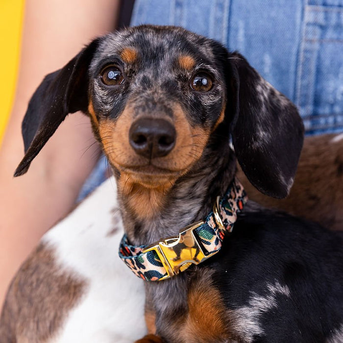 Pink Papyrus Beckett Collar, Leopard - Jeffers - Dog Supplies > Dog Apparel > Dog Collars, Harnesses, & Leashes