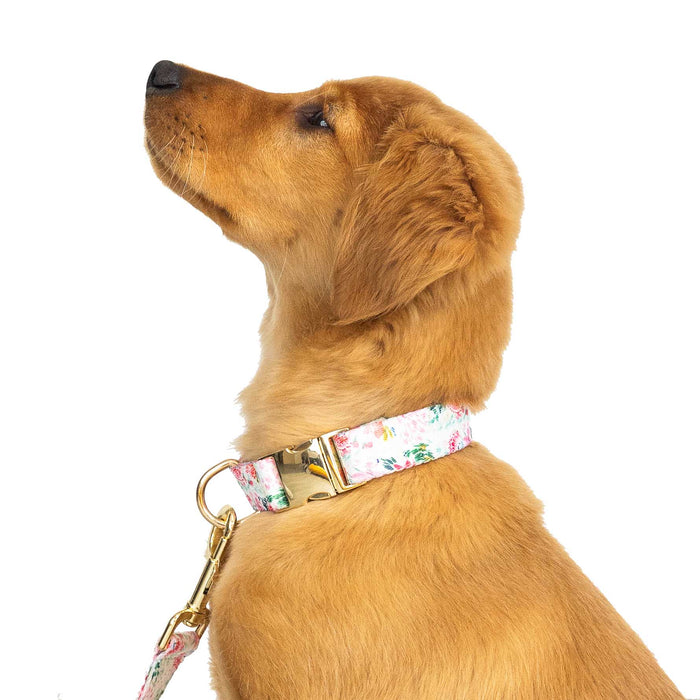 Pink Papyrus Isabella Collar, Floral - Jeffers - Dog Supplies > Dog Apparel > Dog Collars, Harnesses, & Leashes